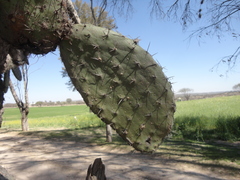 Opuntia jaliscana