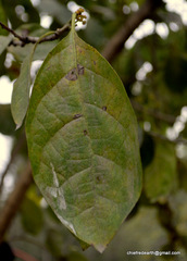 Magnoliopsida
