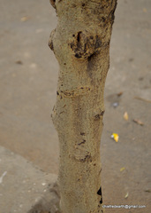 Magnoliopsida