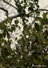 Magnoliopsida