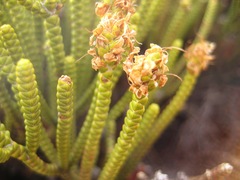 Veronica poppelwellii