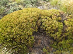 Veronica poppelwellii