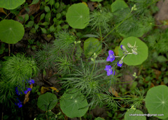 Magnoliopsida
