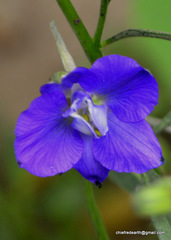 Magnoliopsida