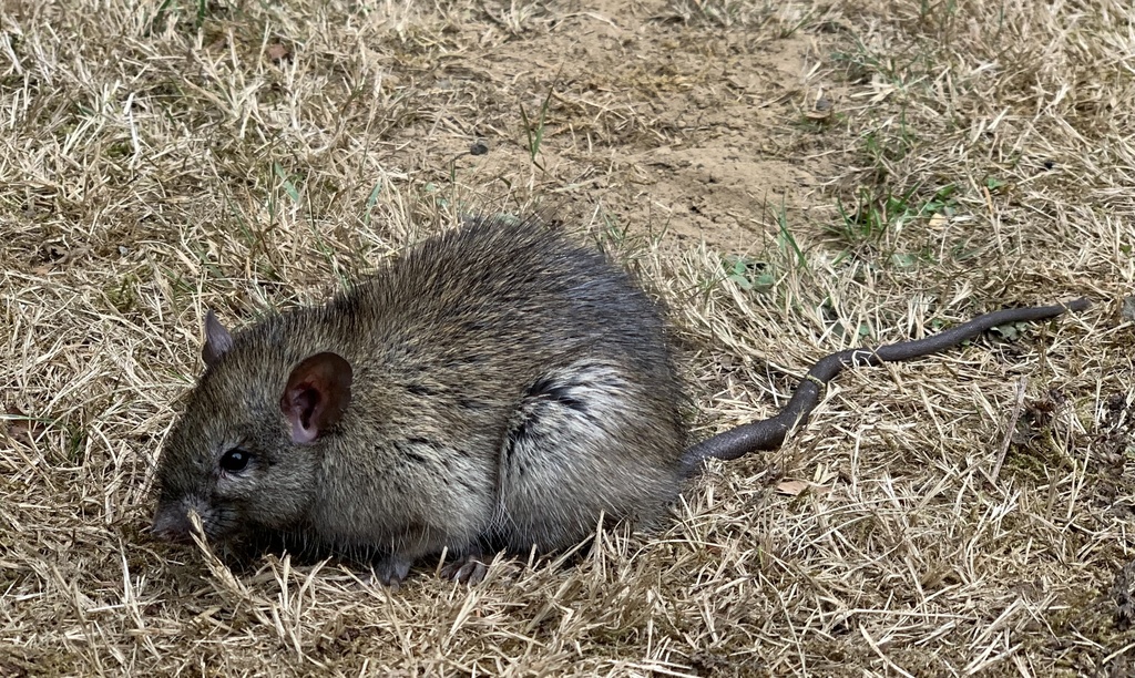 Brown Rat from Badke Rd, Snohomish, WA, US on September 7, 2023 at 09: ...