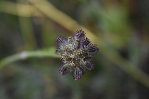 Daucus incognitus, 2023-06-27