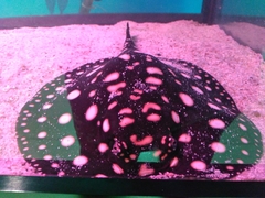 Potamotrygon leopoldi