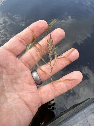 Blunt-leaved pondweed (Potamogeton obtusifolius)