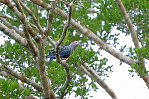 Ducula pinon