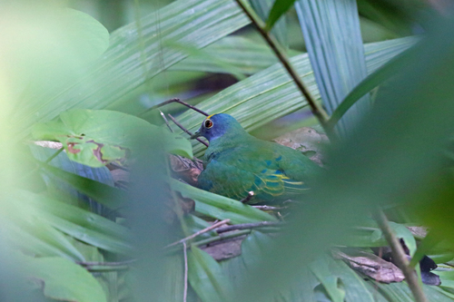 Ptilinopus coronulatus