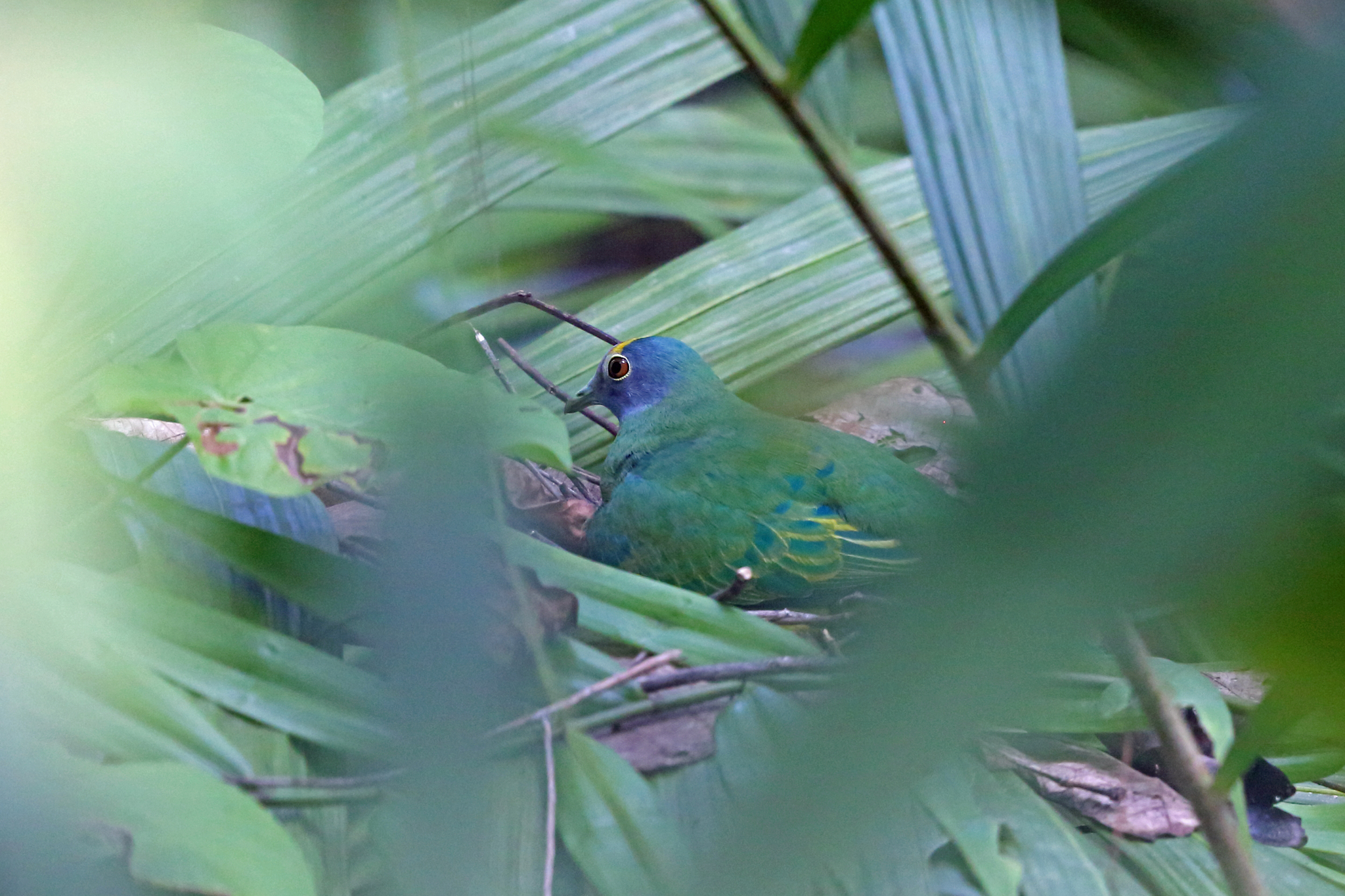 Coroneted Fruit-Dove illustration