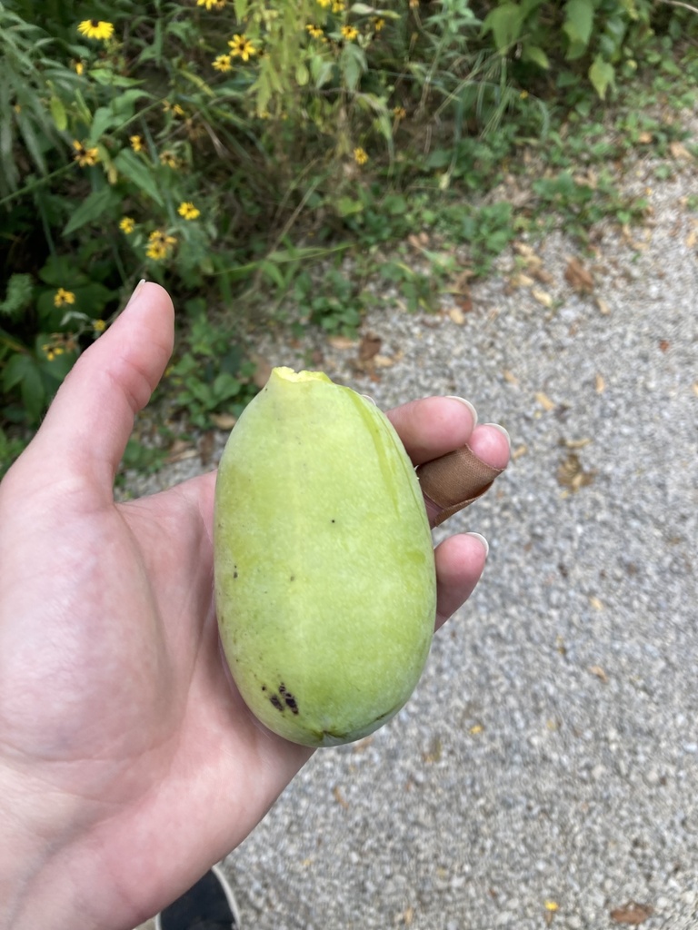 common pawpaw from Ball State University, Muncie, IN, US on September 6 ...