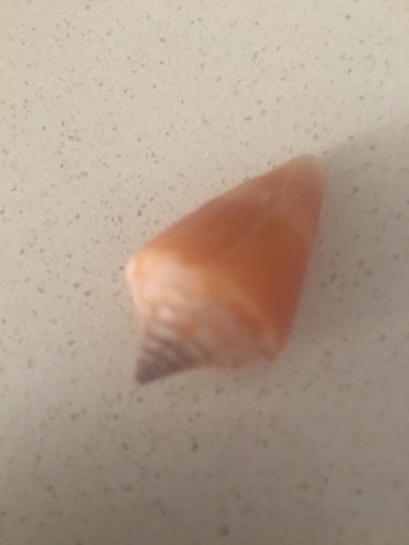 Conus anabathrum