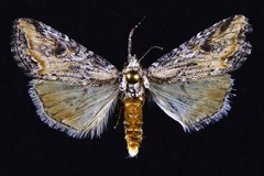Hadenella pergentilis