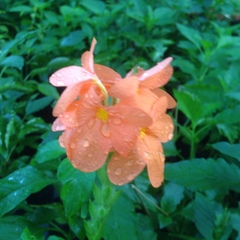 Crossandra