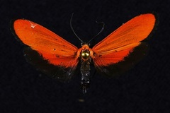 Lycomorpha regulus