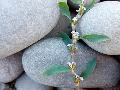 Image of Polygonum boreale by no rights reserved