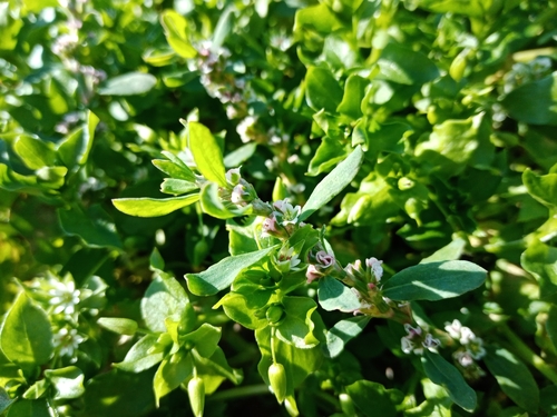 Image of Polygonum boreale by no rights reserved