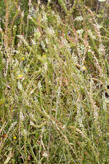 Reseda alba