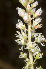 Reseda alba