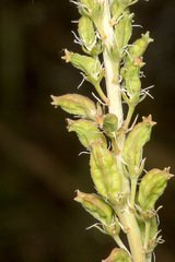 Reseda alba