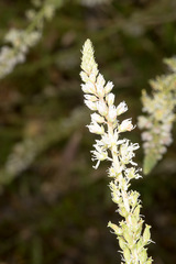 Reseda alba