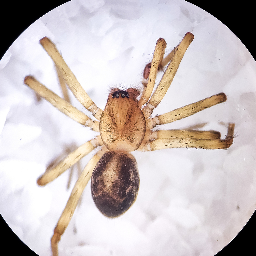 Porteria ajimayo