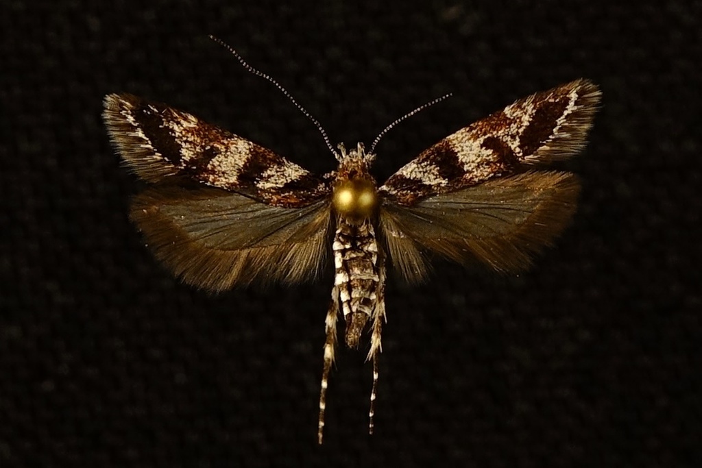 six-spot groundling