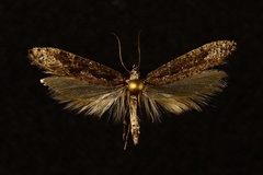 Rhigognostis poulella