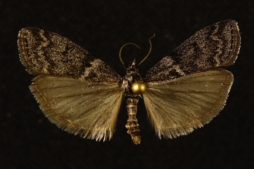 Pyla aequivoca