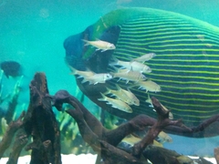 Tor tambroides