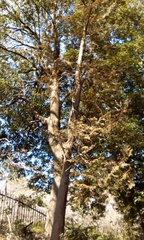 Chamaecyparis pisifera