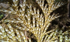 Chamaecyparis pisifera