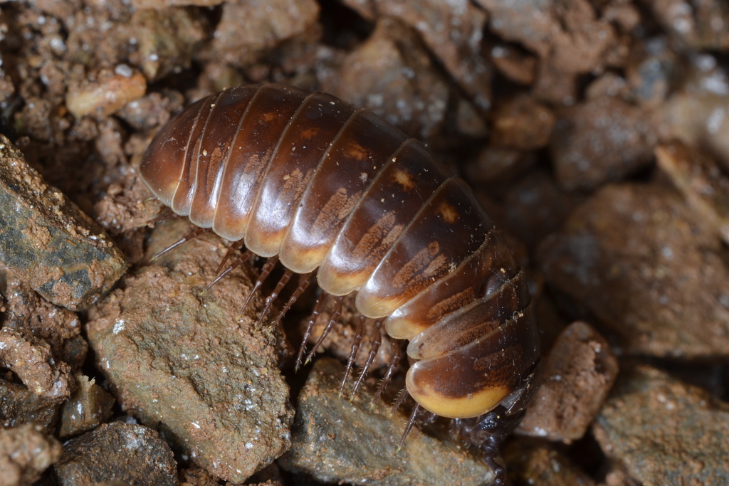 Loboglomeris pyrenaica