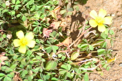 Oxalis