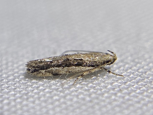 White-edged Coleotechnites Moth photo 5