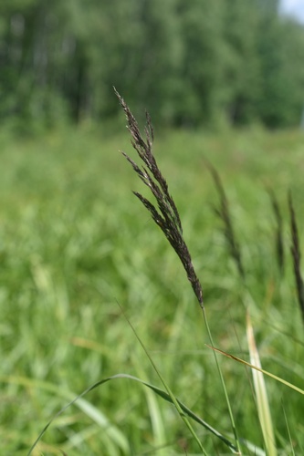 Наблюдение на iNaturalist