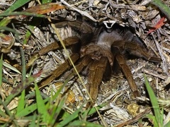 Crassicrus lamanai