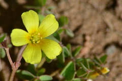 Oxalis