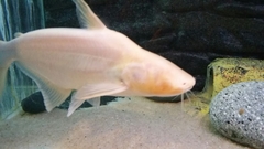 Pangasius larnaudii