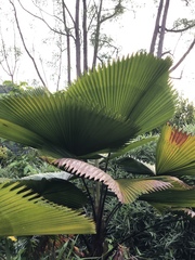 Pritchardia pacifica