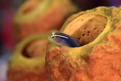 Shortstripe Goby photo 3