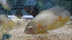 Astronotus