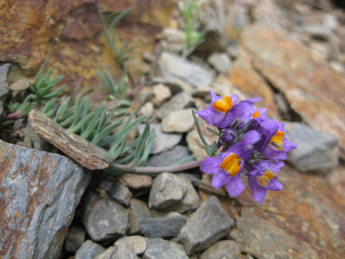 linaria alpina