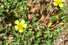 Oxalis