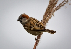 Jungle Sparrow photo 3