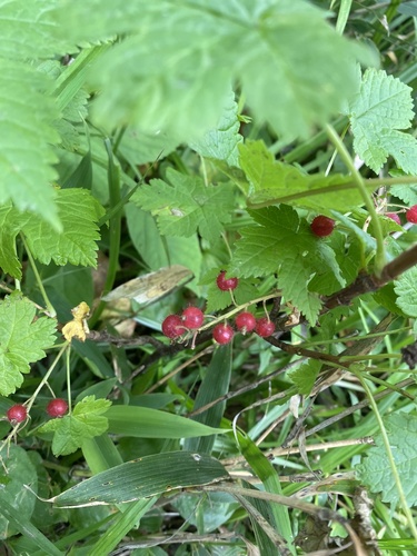 Ribes sachalinense, photograph 5