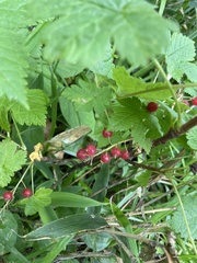 Ribes sachalinense, photograph Илья Руденко, CC BY, iNaturalist via GBIF