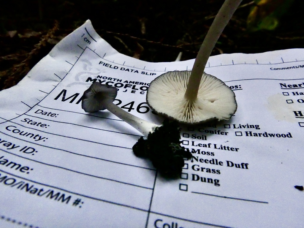 Entoloma foliocontusum from Kamilche, WA, USA on September 6, 2023 at