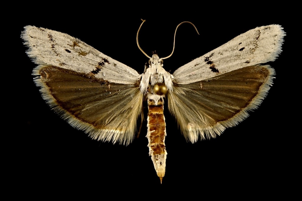 Homoeosoma ardaloniphas